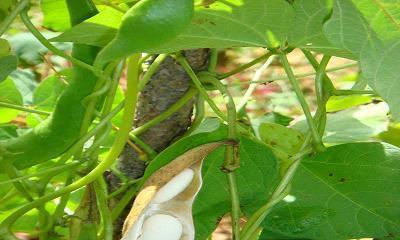 芸豆八月份还可以种吗（芸豆种植方法与时间）