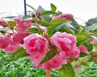 怎样种凤仙花种子（了解凤仙花的种植步骤）