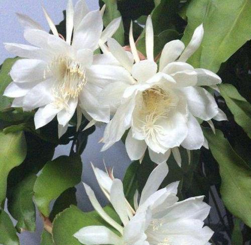 昙花怎样养殖开花快（昙花的养殖方法讲解）