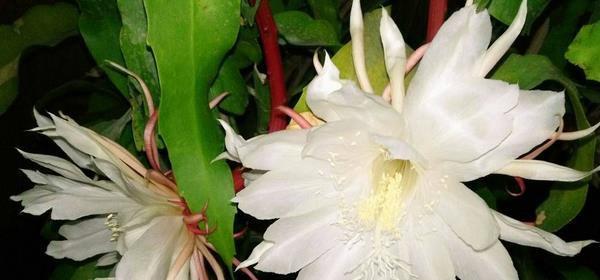 昙花怎样养殖开花快（昙花的养殖方法讲解）
