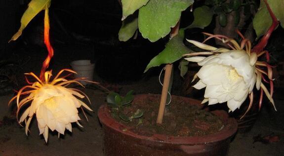 昙花怎样养殖开花快（昙花的养殖方法讲解）