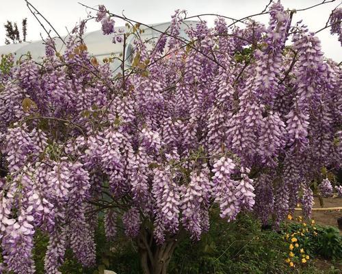 紫藤花的种植方法