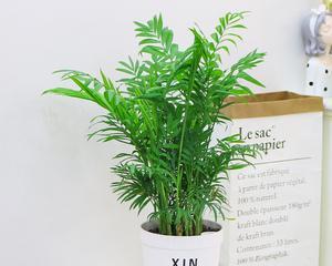 袖珍椰子树怎么养（有关袖珍椰子树养护技巧）