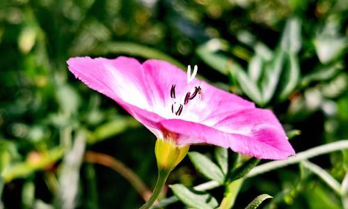 田旋花花期什么时候（野旋花的养殖方法）