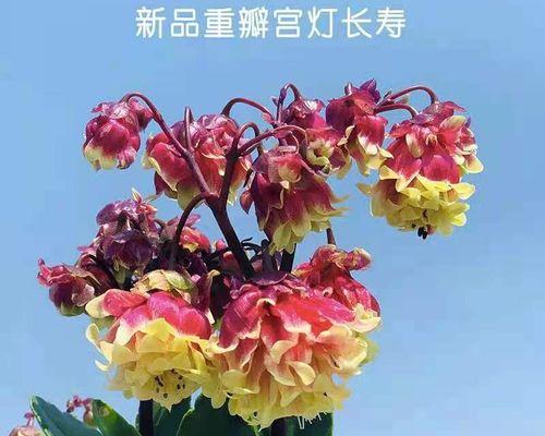 怎样养殖长寿花（长寿花的养护小妙招）