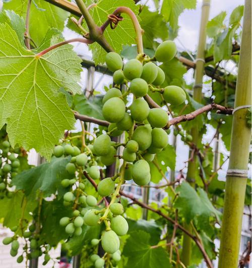 葡萄如何种植与管理（葡萄的栽培技术与管理）