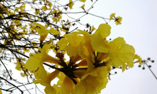 黄花风铃木花期有多长（了解黄花风铃木简介）