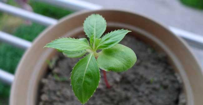 凤仙花最晚几月份种（凤仙花种植方法和时间）