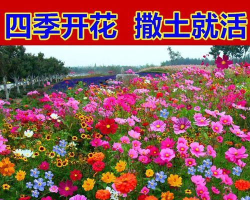 格桑花怎么种才对（关于格桑花播种时间和方法）