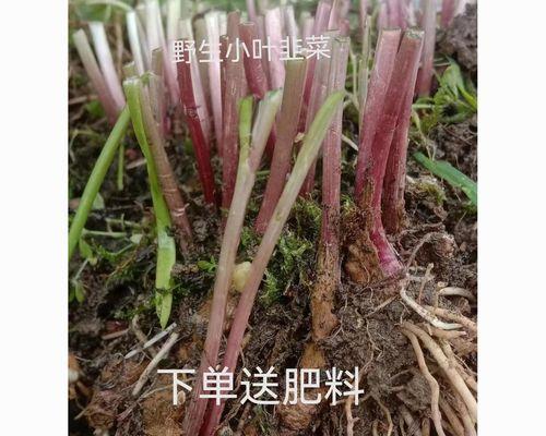 韭黄是怎样种植出来的（韭黄种植方法和时间）