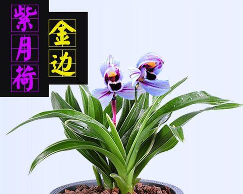 兰花苗怎样栽种（栽种兰花的正确方法）