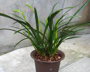 兰花苗怎样栽种（栽种兰花的正确方法）