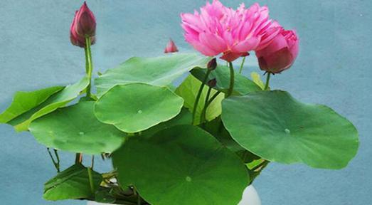 马蹄莲花怎么养殖（马蹄莲种植方法和时间）
