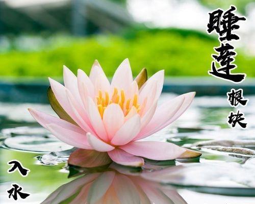 马蹄莲花怎么养殖（马蹄莲种植方法和时间）