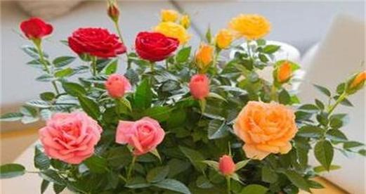 玫瑰花的种植与栽培方法（打造美丽花园的必备技巧）