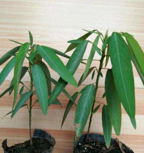 跳舞草是什么植物（有关跳舞草的特征描写）