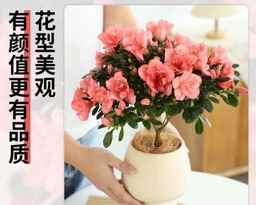 冬天杜鹃花怎么养才好（有关杜鹃花过冬技巧）