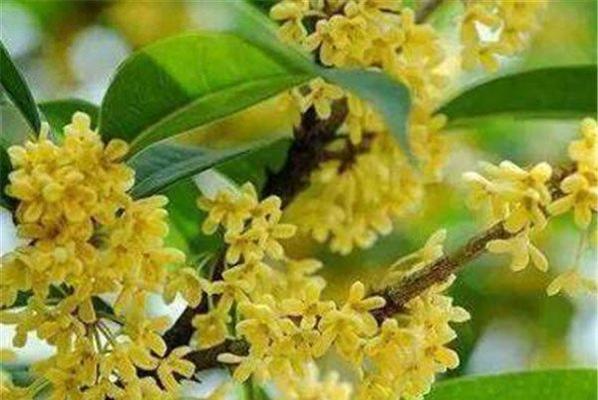 桂花品种介绍大全（有关桂花种类名称）