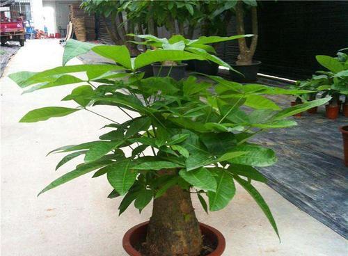 招财树怎么养才会茂盛（了解招财树的养护方法）