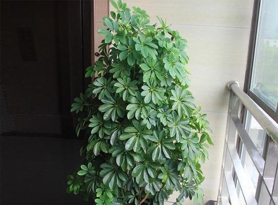 招财树怎么养才会茂盛（了解招财树的养护方法）