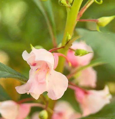 凤仙花怎么染指甲（凤仙花染指甲的正确方法）