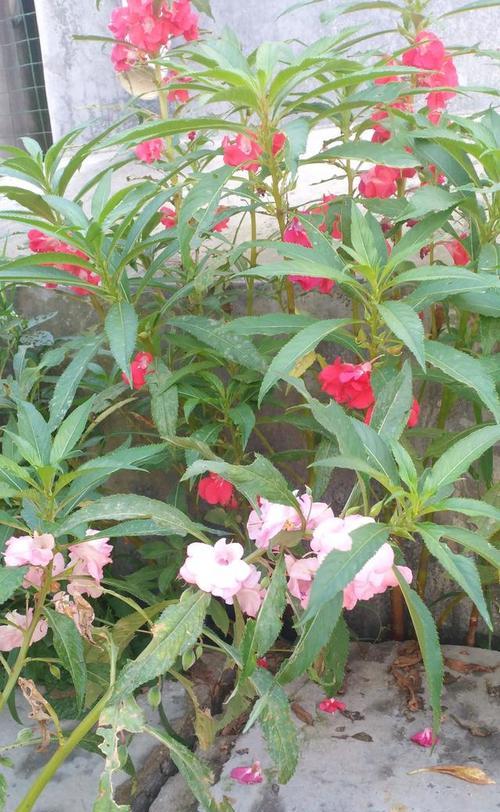 凤仙花怎么染指甲（凤仙花染指甲的正确方法）