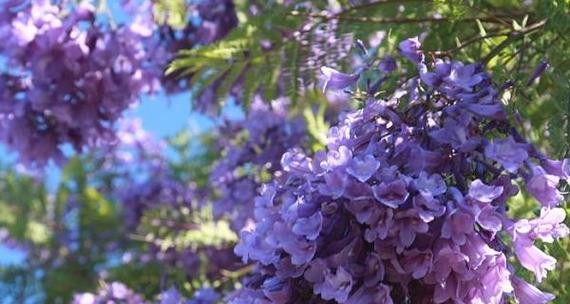 蓝丁香花期什么时候（有关丁香花的开放时间）