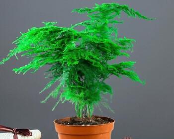 喜阴的植物室内有哪些（耐阴的十大室内植物排名）