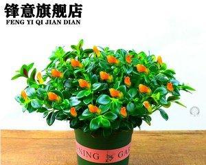 喜阴的植物室内有哪些（耐阴的十大室内植物排名）