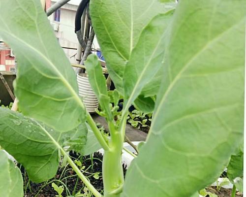 怎样种植芥兰菜种子（芥蓝种植技术和管理）