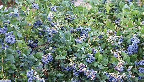 蓝莓适合什么环境种植（蓝莓适合生长的条件）
