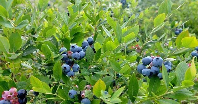 蓝莓适合什么环境种植（蓝莓适合生长的条件）