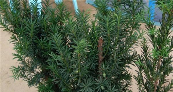 红豆杉种子怎么种植（红豆杉种植方法和时间）
