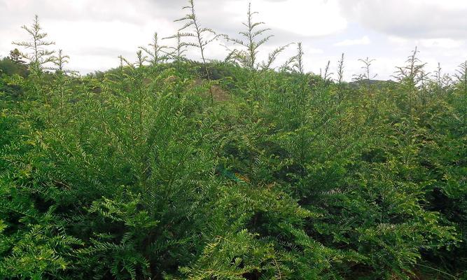 红豆杉种子怎么种植（红豆杉种植方法和时间）