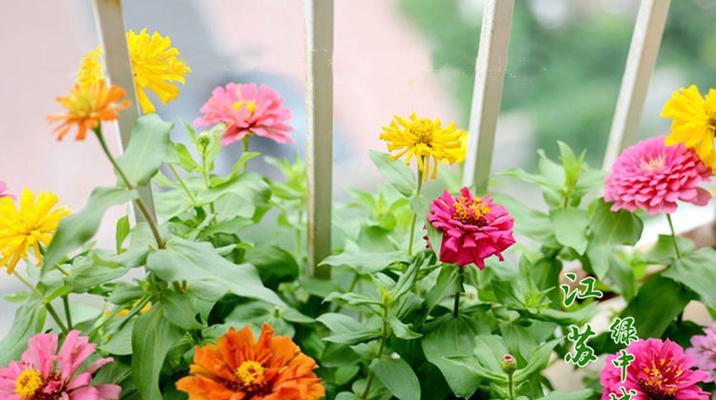 百日菊种子什么时候种（百日菊种植方法和时间）