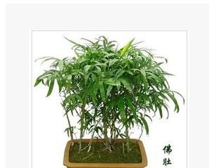 室内盆栽竹子的种类有哪些（室内盆栽竹子品种大全）