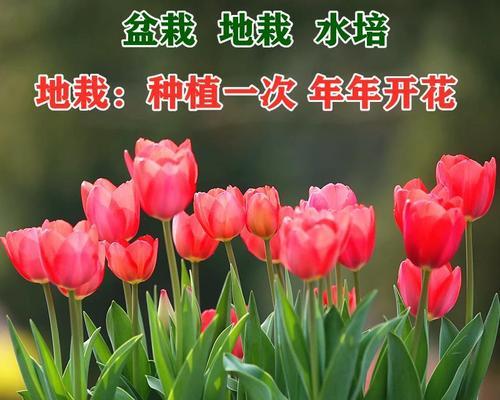 郁金香种球什么时候种（郁金香种植方法步骤）