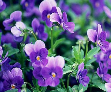紫罗兰花怎么养（紫罗兰的栽培和养殖方法）