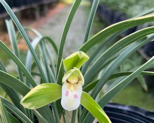 兰花种植方法要点（有关兰花的正确养法）