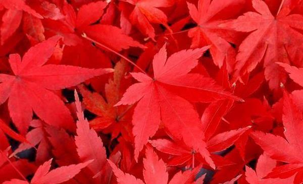 红枫树种子种植方法和注意事项（培育枫树的技巧）