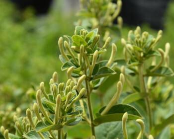 金银花怎样种植（金银花种植方法与技巧）