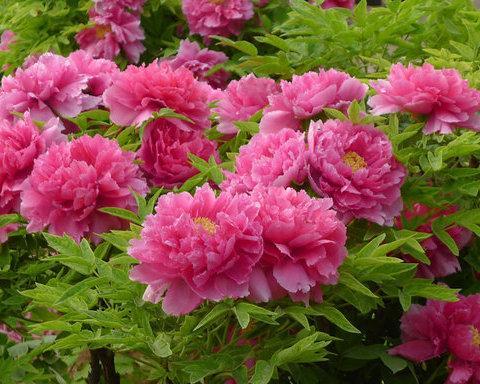 牡丹花几月开花（有关牡丹花开花时间）