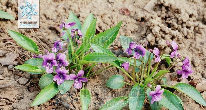 紫花地丁种子种植方法（轻松掌握紫花地丁的种植技巧）