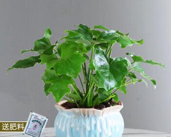 绿萝上什么肥料怎么养才能更旺盛（分享让绿萝疯长的妙招）