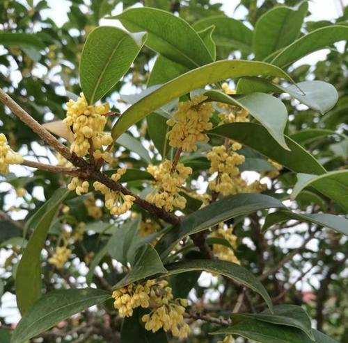 桂花树种植方法是什么（描述桂花栽培技术）