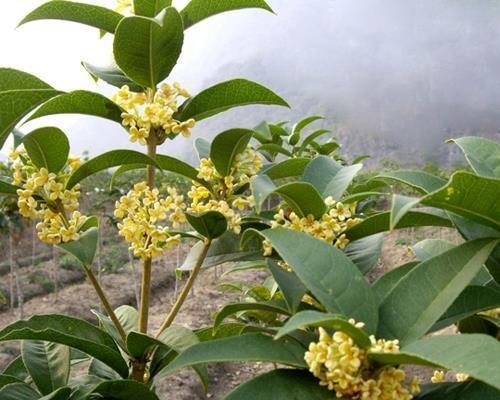 桂花树种植方法是什么（描述桂花栽培技术）