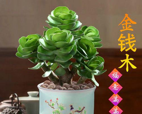 盆景哪些树种比较好（关于盆景的十大排名）