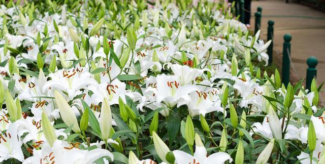 百合花种植时间和方法（百合花正确的栽培方法讲解）