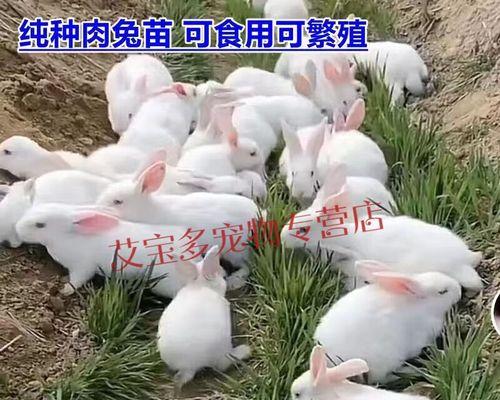 长毛兔养殖前景如何（长毛兔养殖技术要点）
