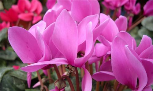 仙客来花的种植方法是什么（养护仙客来的注意事项）